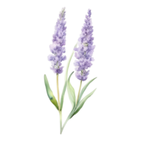 lavanda flor aguarela ilustração png