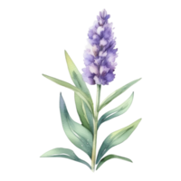 lavanda fiore acquerello illustrazione png