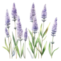 lavanda flor acuarela ilustración png