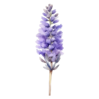 lavendel- blomma vattenfärg illustration png