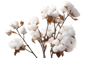 ai genererad bomull blomma med transparent bakgrund. ai png