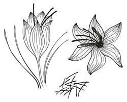 Saffron spice flower plant stigmas sketch hand drawn ink vector illustration. Fragrant oriental spice for cooking baking graphic crocus background for label, flyer, print, paper, template, logo, card