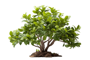 ai generiert Baum und Busch mit transparent Hintergrund. ai png