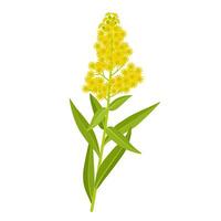 Vector illustration, Solidago, commonly called goldenrod, isolated on white background.