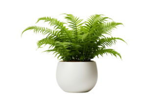 AI generated Boston Fern Plant in a Pot with Transparent Background. AI png