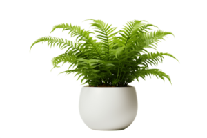 ai généré Boston fougère plante dans une pot avec transparent Contexte. ai png