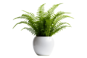 ai généré Boston fougère plante dans une pot avec transparent Contexte. ai png