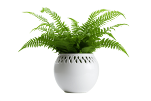 AI generated Boston Fern Plant in a Pot with Transparent Background. AI png