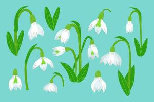 The first snowdrops Galanthus isolated on blue background close up.Set of snowdrops of different size big small, open and closed. vector