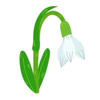 The first snowdrops Galanthus.Snowdrop with leaves one line drawing.Continuous.Hand drawn snowdrop.Single cartoon flower snowdrop. vector