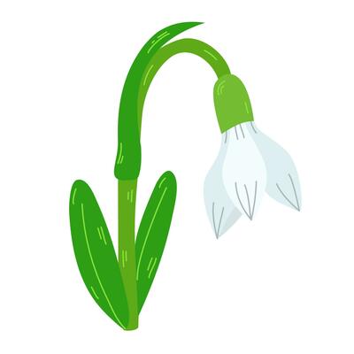 The first snowdrops Galanthus.Snowdrop with leaves one line drawing.Continuous.Hand drawn snowdrop.Single cartoon flower snowdrop.