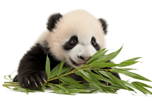 ai gerado panda mastigando em bambu transparente fundo. ai png