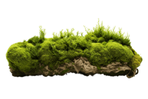 AI generated Green Moss with Transparent Background. AI png