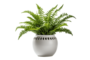 AI generated Boston Fern Plant in a Pot with Transparent Background. AI png