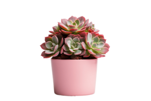 ai generado echeveria planta en un maceta con transparente antecedentes. ai png