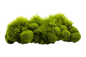 AI generated Green Moss with Transparent Background. AI png