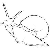 Garden snail line art. Vector elements isolated on white background.