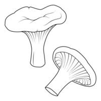 Chanterelles Mushrooms. Black and white isolated. Vintage. Vector illustration