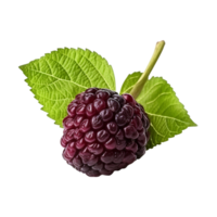 ai generato Boysenberry isolato su trasparente sfondo png