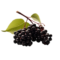 AI generated Elderberry isolated on transparent background png