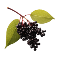 AI generated Elderberry isolated on transparent background png