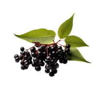 AI generated Elderberry isolated on transparent background png