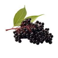 AI generated Elderberry isolated on transparent background png