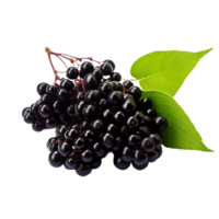 AI generated Elderberry isolated on transparent background png