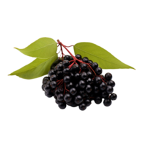 AI generated Elderberry isolated on transparent background png