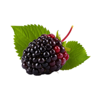 AI generated Dewberry isolated on transparent background png