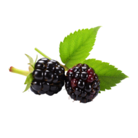 AI generated Dewberry isolated on transparent background png