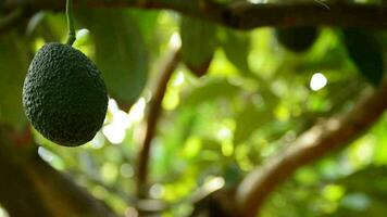 Avocado fruit hanging at tree collected with pole in harvest video