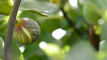 Fig fruit in a branch of a fig tree video