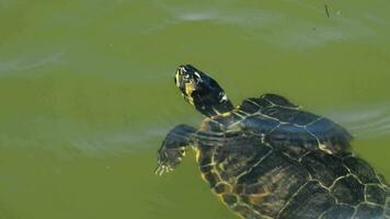 tortue flottant dans le des eaux de une Lac video