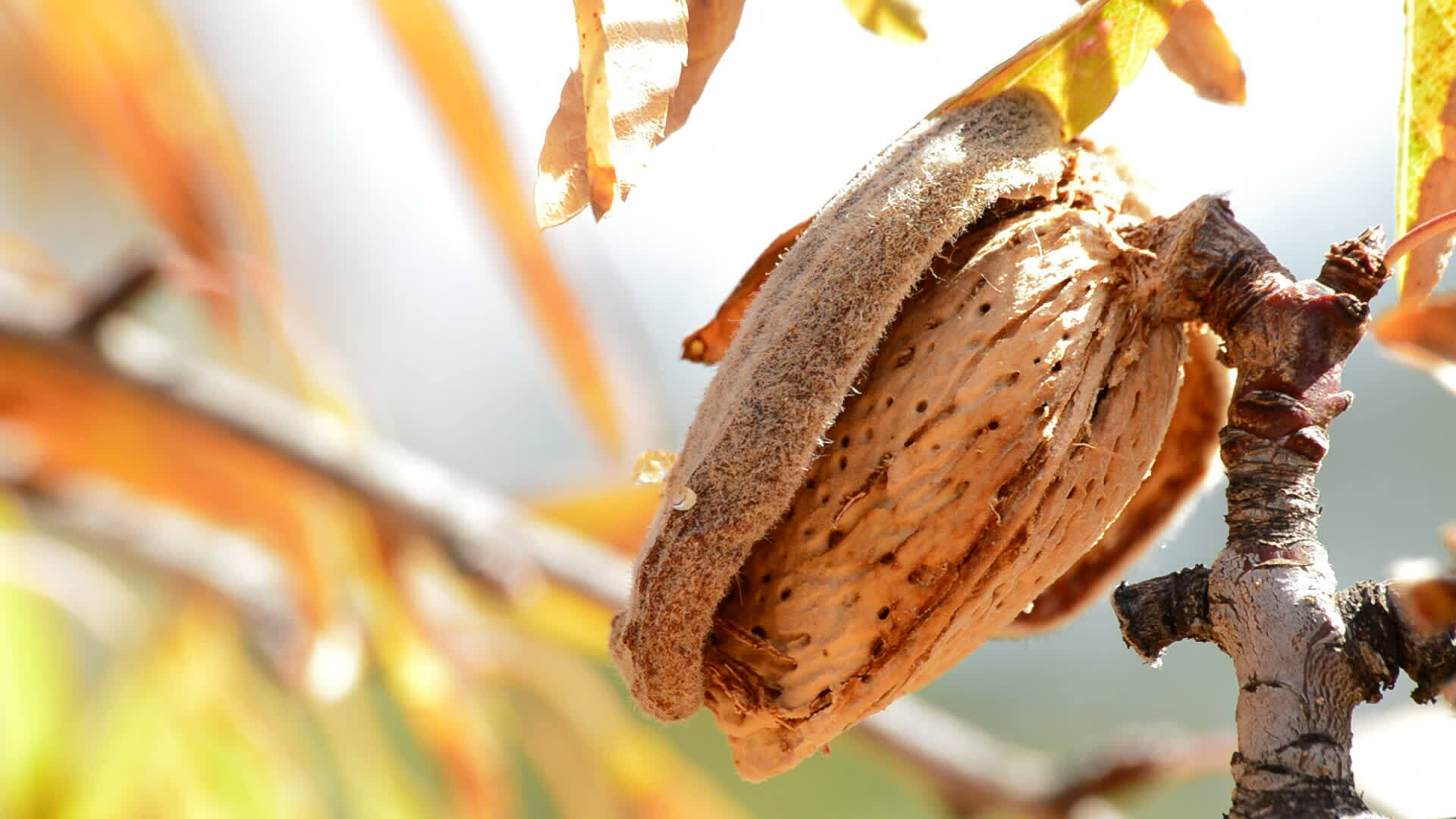 Almond with shell in tree 36294516 Stock Video at Vecteezy