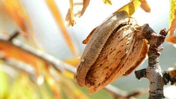 almendra con cáscara en árbol video