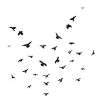 Silhouette sketch of a flock of flying birds, flight in different positions. Takeoff, flying, flight, flutter, hover, soaring, landing vector