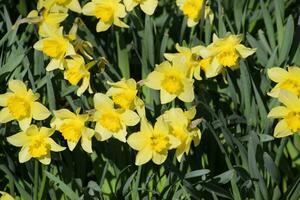 Blooming buds of daffodils in flower bed. photo
