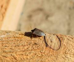 Stink bug on a wooden board. Brown bug. photo