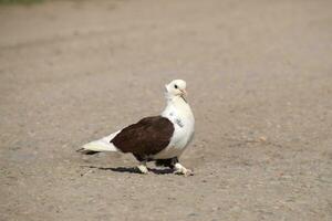 Purebred white-brown pigeon photo