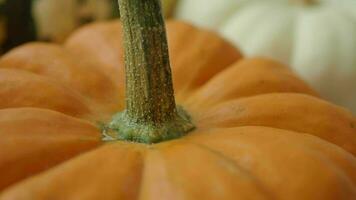 diferente tipos de mini calabazas color antecedentes video