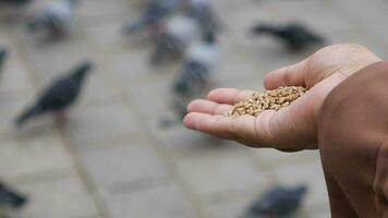 mulheres mão alimentando Pombo pássaros em chão . video