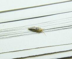 Pest books and newspapers. Insect feeding on paper - silverfish photo