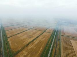 Burning straw in the fields after harvesting wheat crop photo