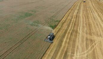 Harvesting wheat harvester photo