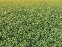 Field of sunflowers. Top view. photo