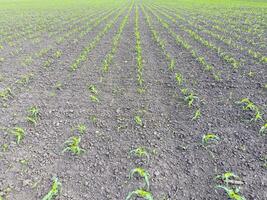 campo de joven maíz. dispara de maíz en el campo. forraje maíz para ensilaje. foto