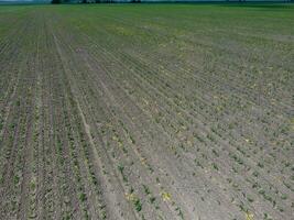 Seedlings of corn. Field of young corn. Shoots of corn on the field. Fodder corn for silage. photo