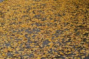 Collection of Beautiful Colorful Autumn Leaves photo