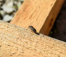 Stink bug on a wooden board. Brown bug. photo